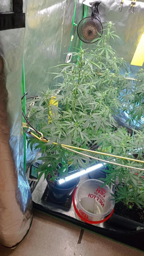 Mix grow. Week 8 - hatt die großen Ladys überholt 😁