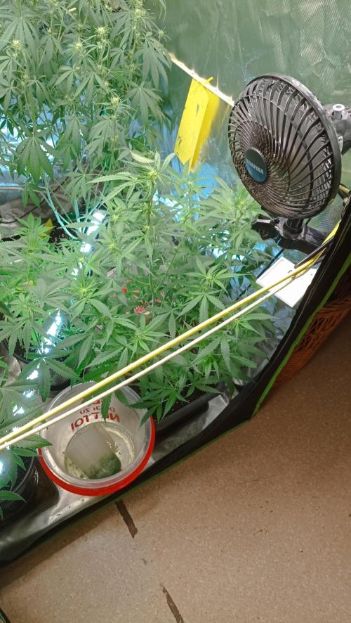 Mix grow. Week 8 - und die kleine orange President  wird nicht viel größer werden trotz 11liter Topf 