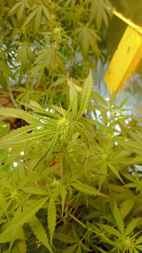 Mix grow. Week 8 - hoffe das sie sich noch ein wenig Stretcht in der Blüte 