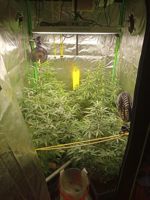 Mix grow. Week 9