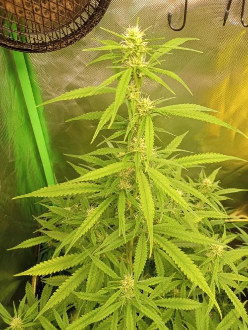 Mix grow. Week 9 - orange President Auto 