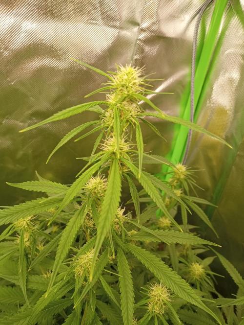 Mix grow. Week 9 - gelato Auto 
