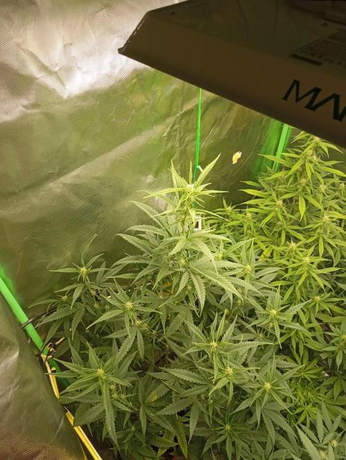 Mix grow. Week 9 - G-donutz Auto 