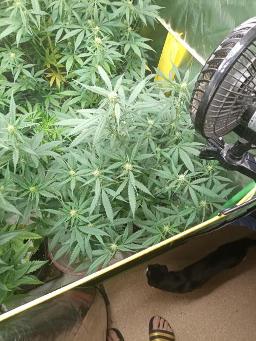 Mix grow. Week 9 - orange President Auto 