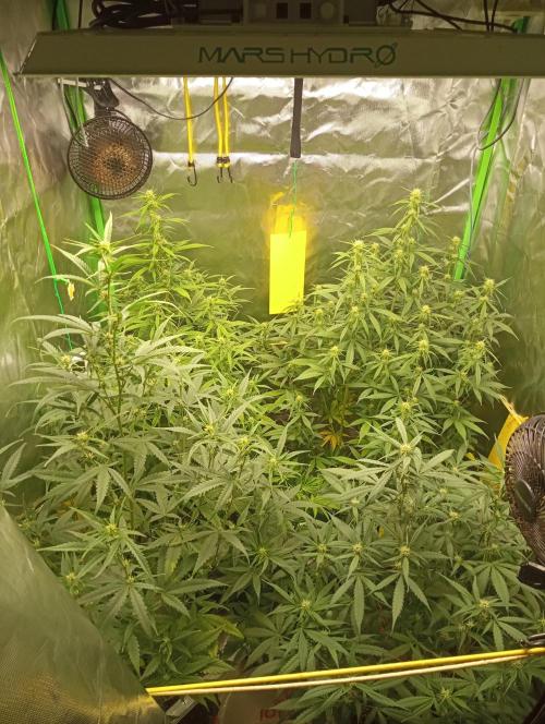 Mix grow. Week 9 - und alle zusammen 😁👍