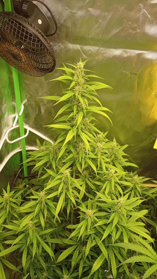 Mix grow. Week 10 - orange President Auto 