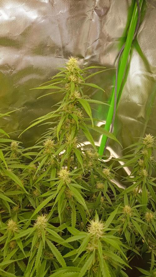 Mix grow. Week 10 - Gelato Auto 