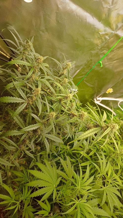 Mix grow. Week 10 - G-donutz Auto 