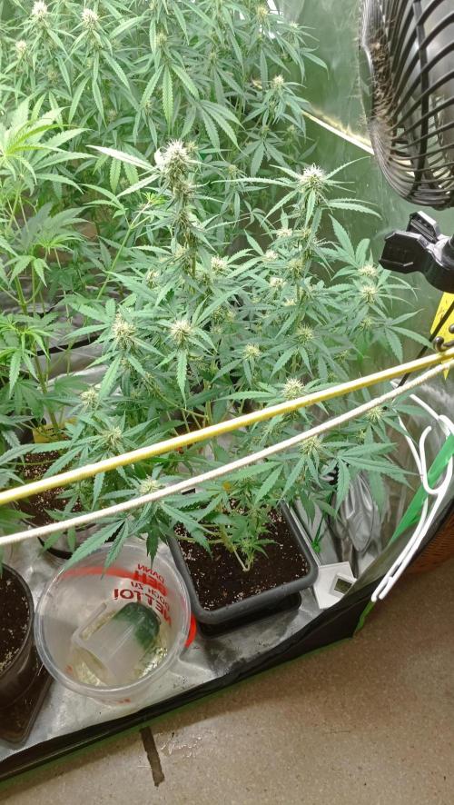 Mix grow. Week 10 - orange President Auto 