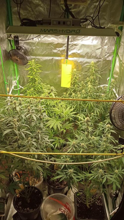 Mix grow. Week 10 - alle zusammen 😁