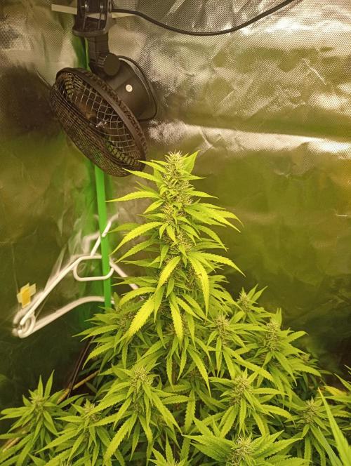 Mix grow. Week 11 - orange President Auto 