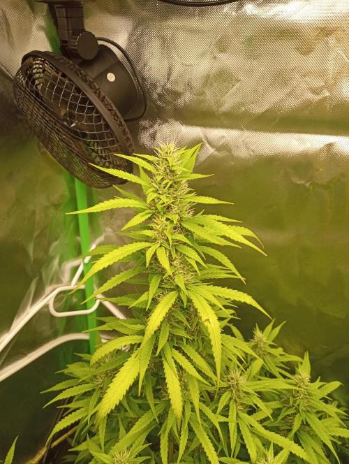 Mix grow. Week 11 - Blüte mal nah