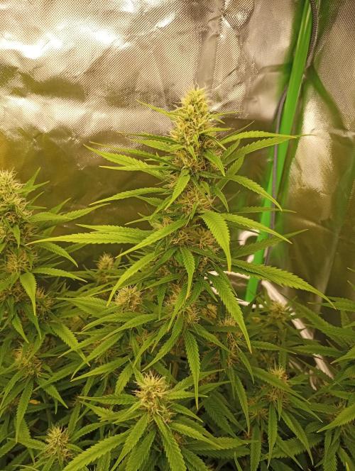 Mix grow. Week 11 - Blüte mal nah 