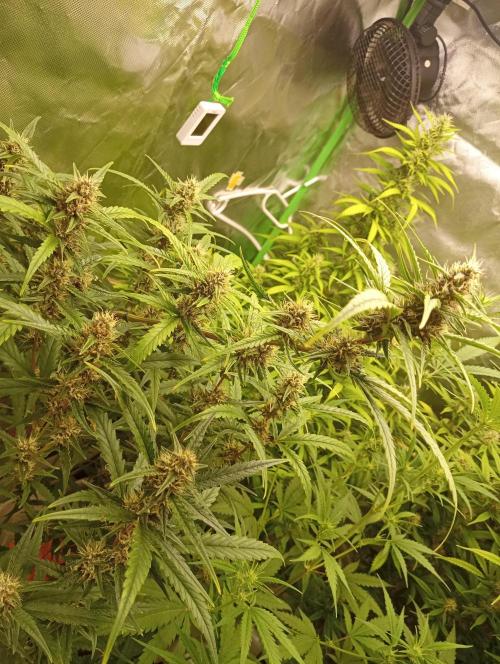 Mix grow. Week 11 - Blüte von nah
