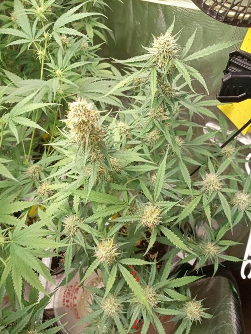 Mix grow. Week 11 - orange President Auto 