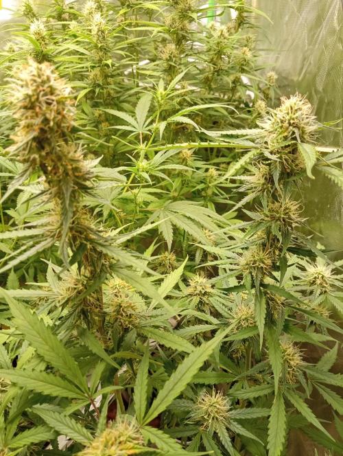 Mix grow. Week 11 - Blüte von nah 