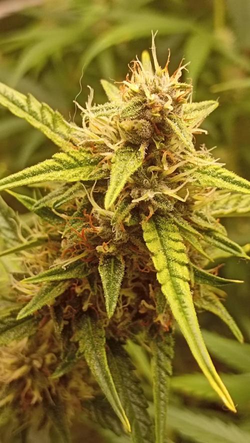 Mix grow. Week 12