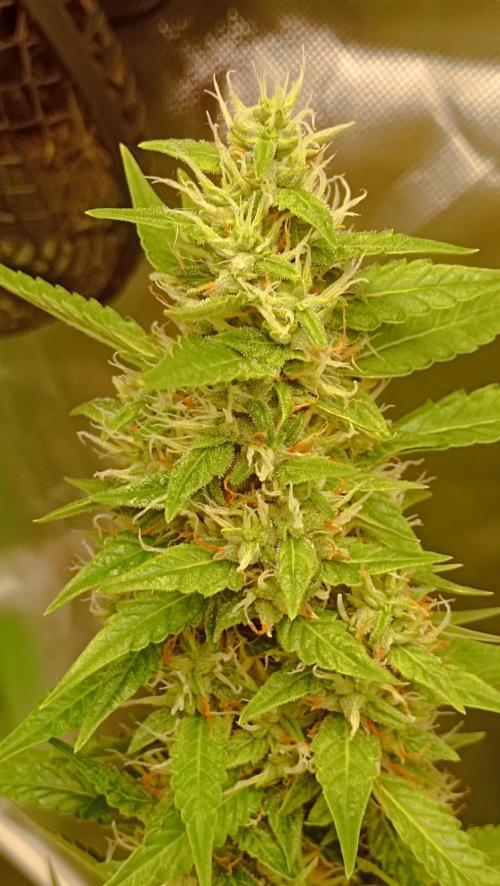 Mix grow. Week 12