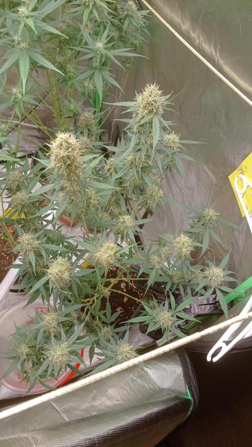 Mix grow. Week 12