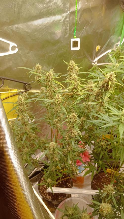 Mix grow. Week 12