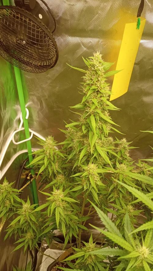 Mix grow. Week 12