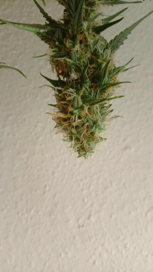 Mix grow. Week 13