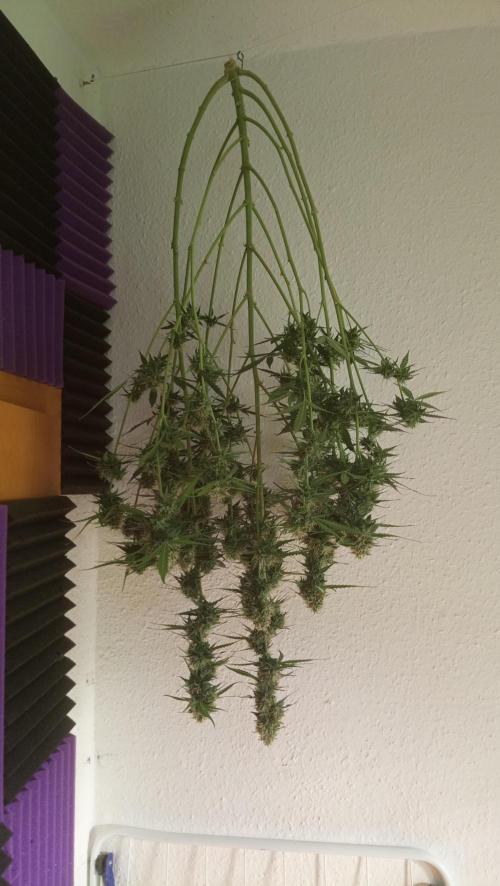 Mix grow. Week 13