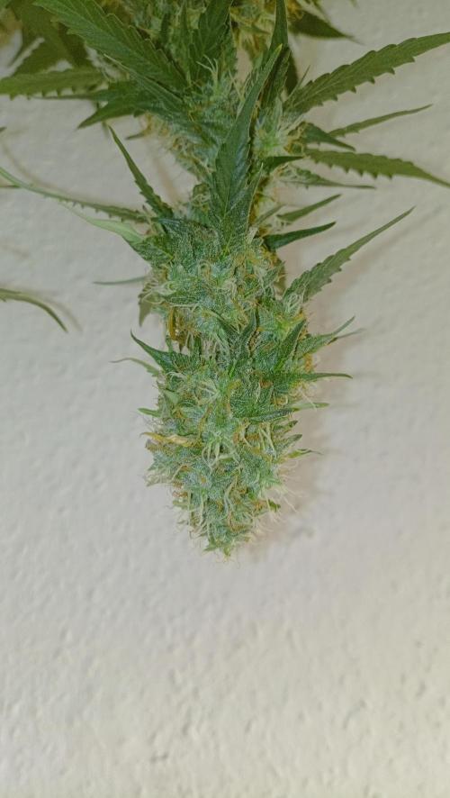 Mix grow. Week 13