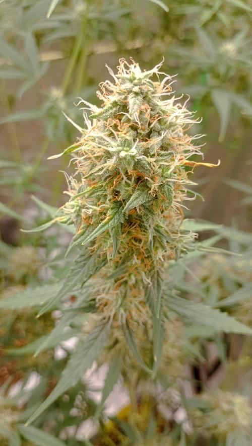Mix grow. Week 13