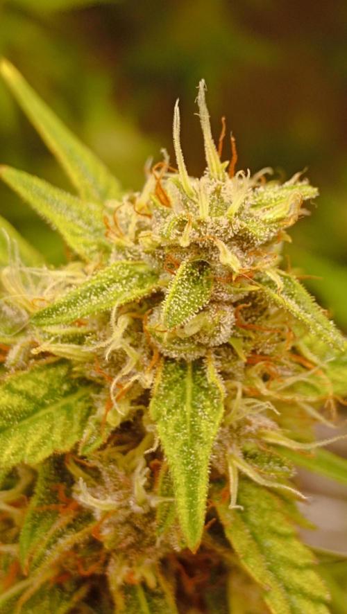 Mix grow. Week 14