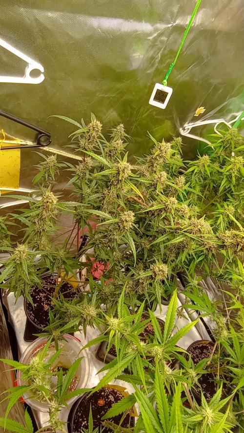Mix grow. Week 14