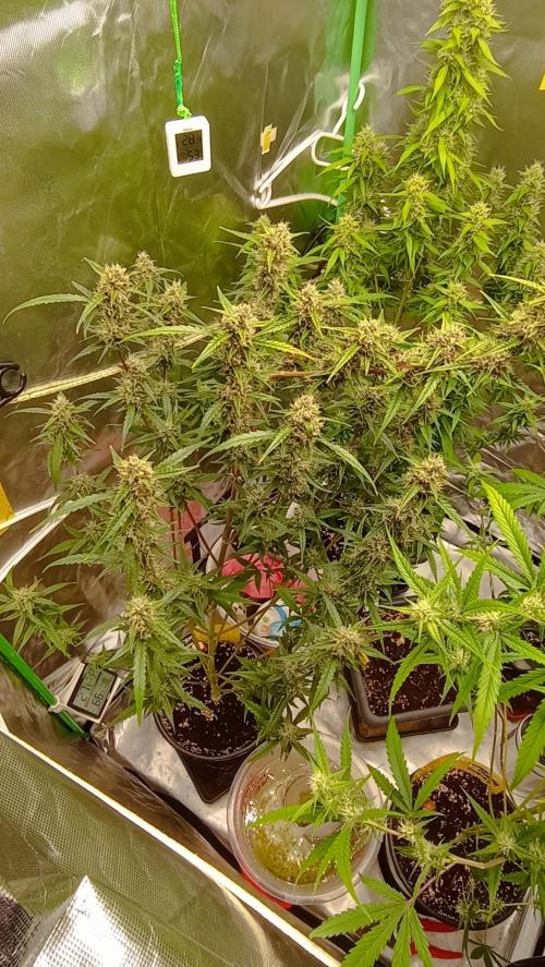 Mix grow. Week 14
