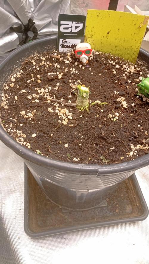 Mix grow. Week 14