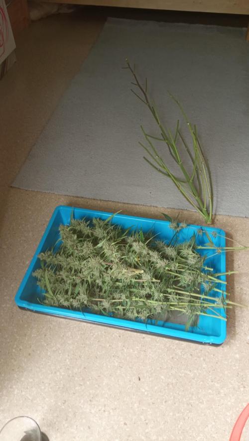 Mix grow. Week 14