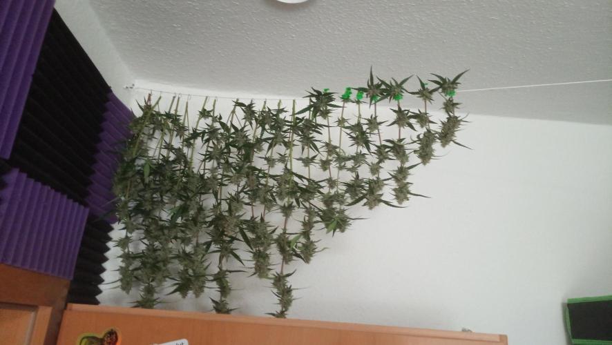 Mix grow. Week 14