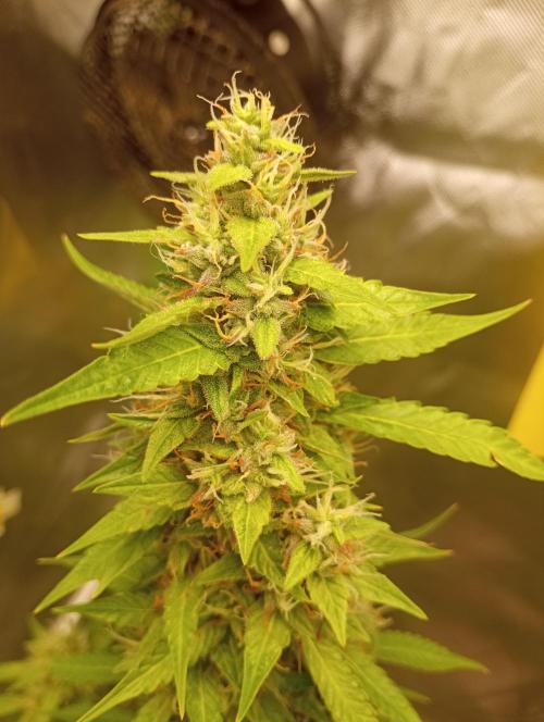 Mix grow. Week 15 - orange President Auto 