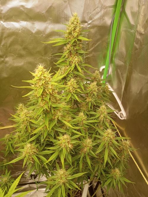 Mix grow. Week 15 - Gelato Auto 