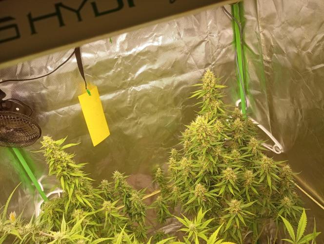 Mix grow. Week 15