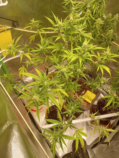 Lemon Cherry Cookies. Week 9 - Lemon Cherry Cookies Auto 