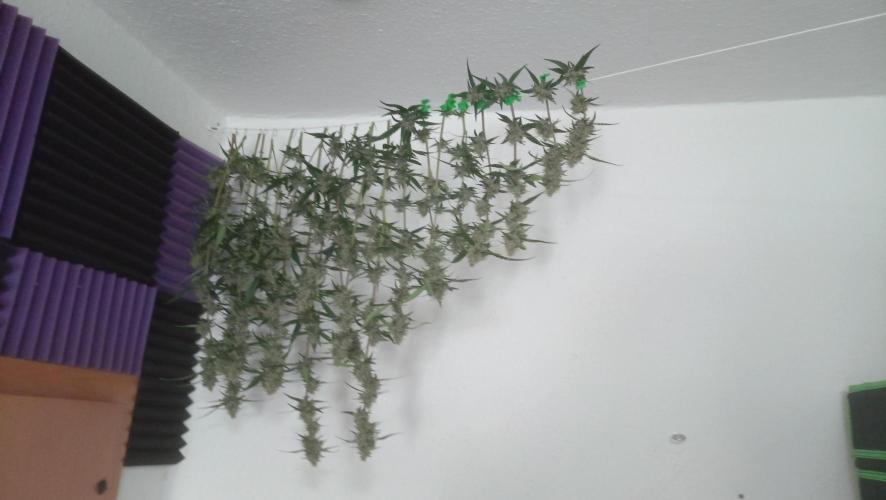 Mix grow. Week 16