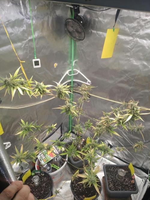 Lemon Cherry Cookies. Week 10