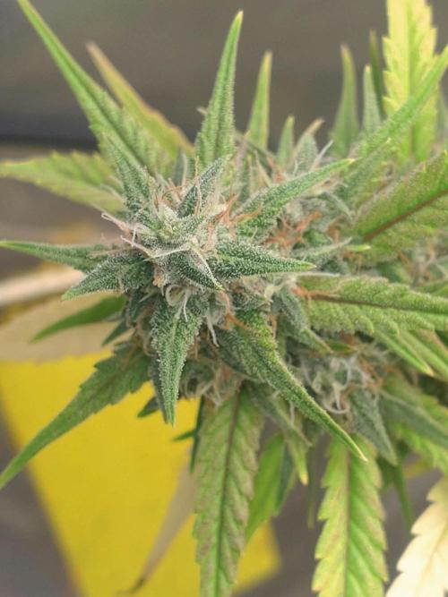Lemon Cherry Cookies. Week 10