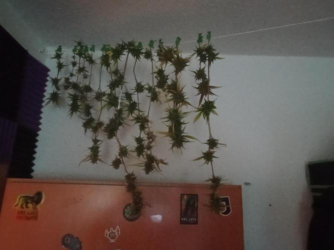 Lemon Cherry Cookies. Week 11