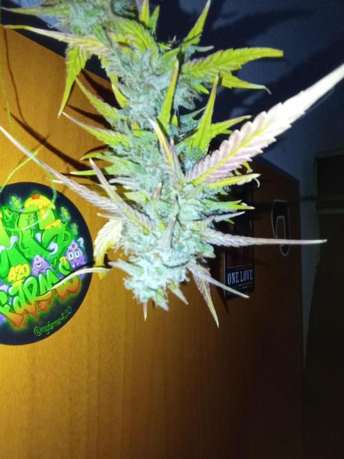 Lemon Cherry Cookies. Week 11