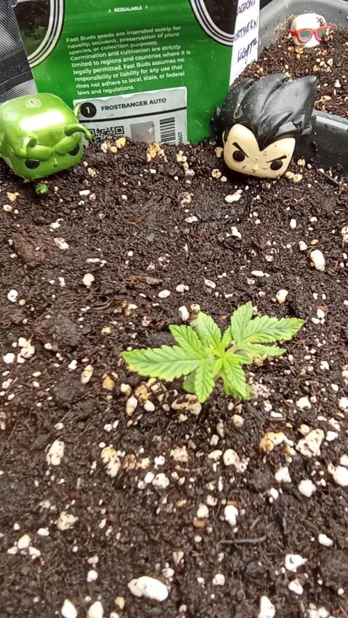 GT 100x100x180. Week 1