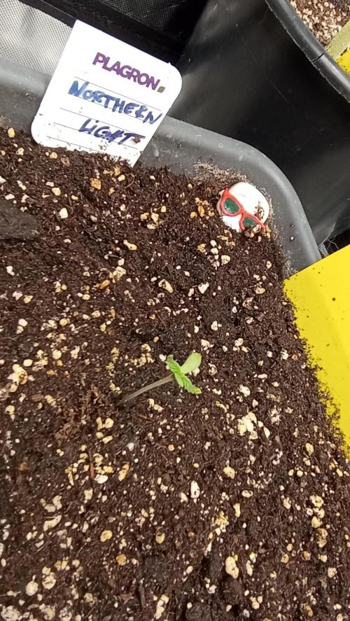 Northern Light. Week 1
