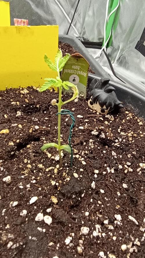 Royal critical. Week 1