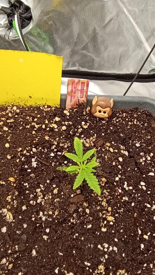 Biscotti. Week 1
