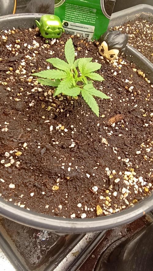 Frostbanger auto. Week 2