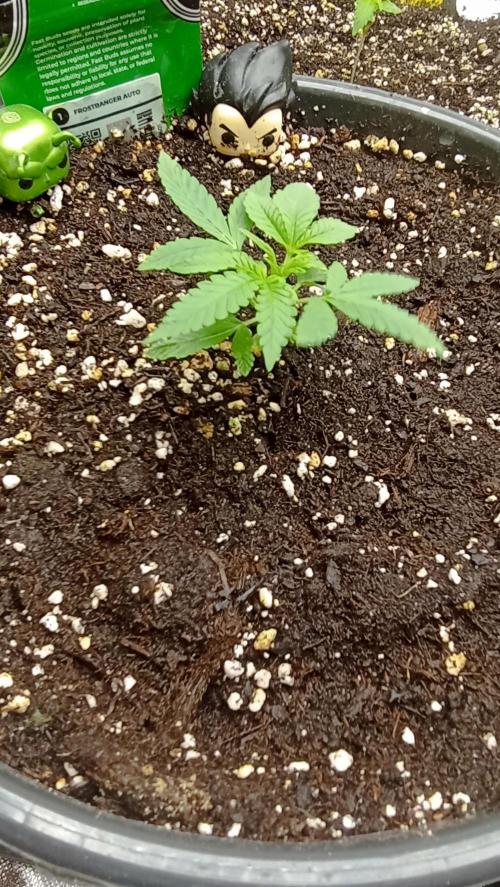 Frostbanger auto. Week 2